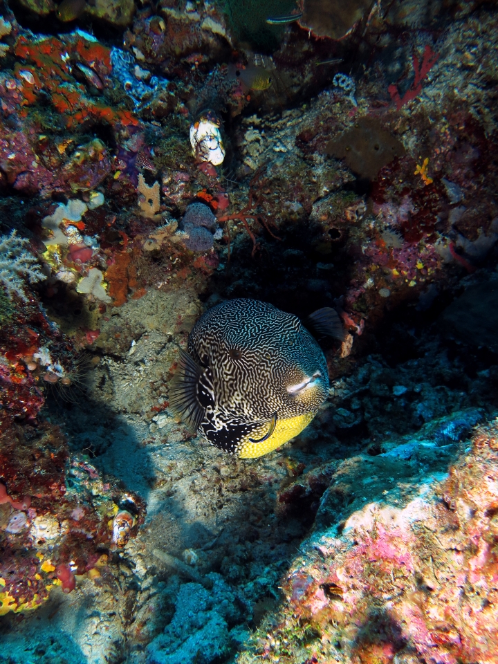 Arothron mappa, Labroides dimidiatus