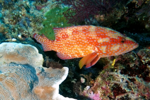 Cephalopholis miniata, Pachyseris speciosa