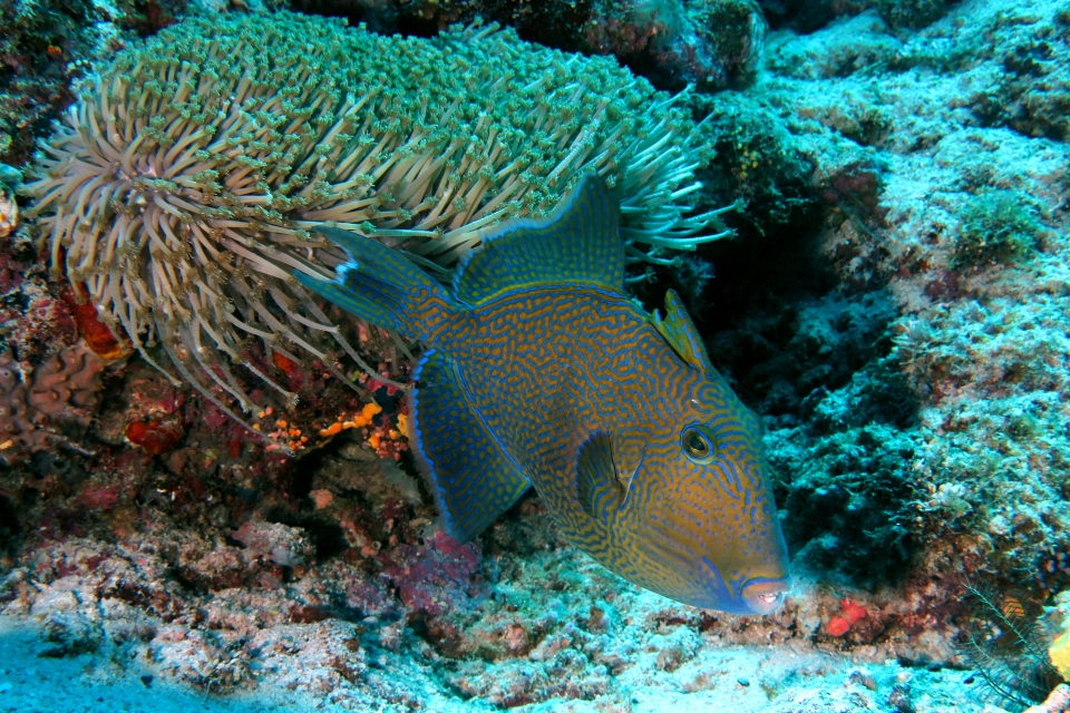 Pseudobalistes fuscus