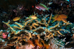 Seriatopora caliendrum, Pseudanthias huchtii