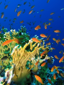 Pseudanthias squamipinnis, Millepora dichotoma