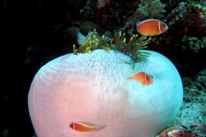 Heteractis magnifica, Amphiprion perideraion