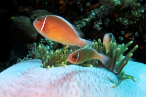 Amphiprion perideraion, Heteractis magnifica