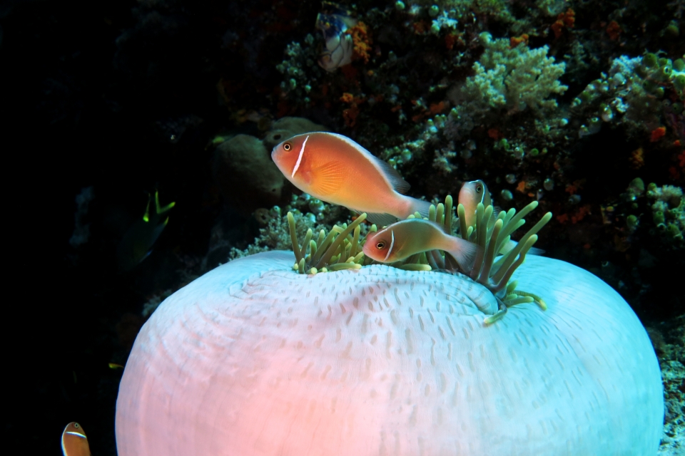 Amphiprion perideraion, Heteractis magnifica