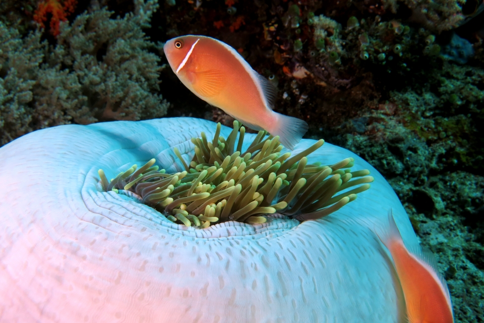 Amphiprion perideraion, Heteractis magnifica