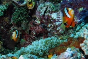 Amphiprion clarkii, Entacmaea quadricolor