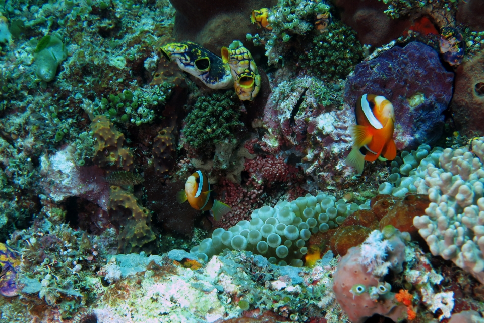 Amphiprion clarkii, Entacmaea quadricolor