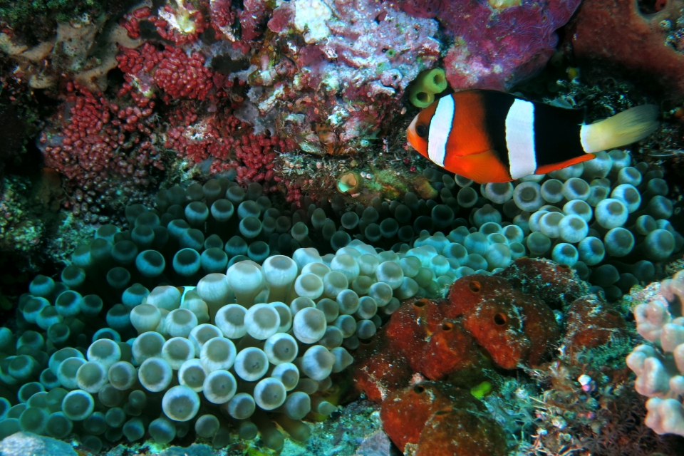 Amphiprion clarkii, Entacmaea quadricolor