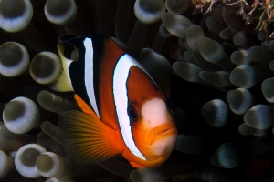 Amphiprion clarkii, Entacmaea quadricolor