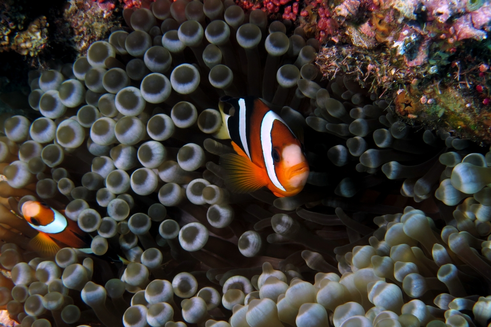 Amphiprion clarkii, Entacmaea quadricolor