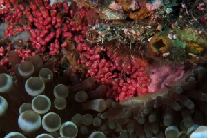 Eusynstyela latericius, Entacmaea quadricolor