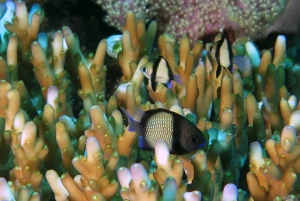 Dascyllus reticulatus, Acropora granulosa