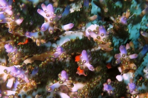 Acropora loripes