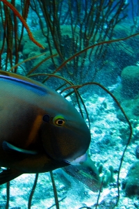 Acanthurus bariene