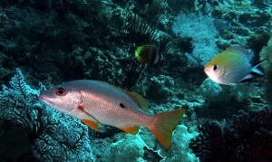 Lutjanus monostigma, Chromis scotochiloptera