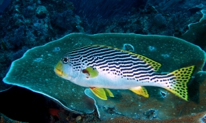 Plectorhinchus lineatus