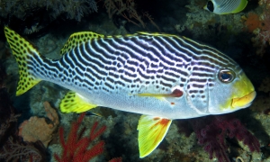 Plectorhinchus lineatus