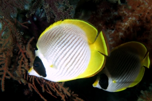 Chaetodon adiergastos