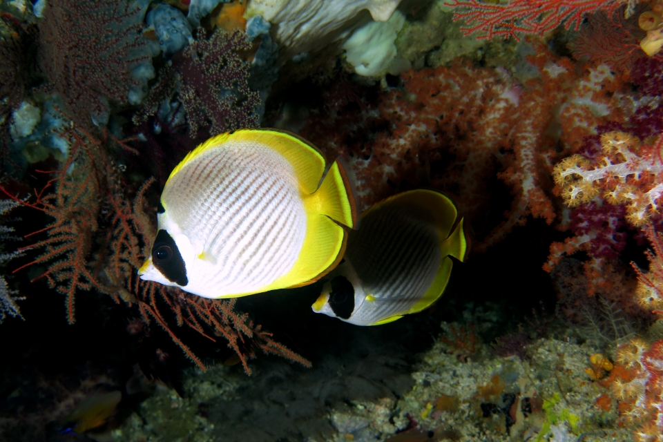 Chaetodon adiergastos