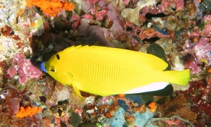 Apolemichthys trimaculatus