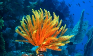 Anneissia (Oxycomanthus) bennetti