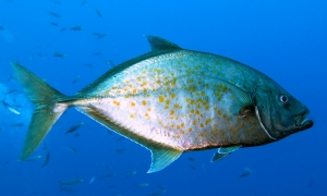 Carangoides bajad