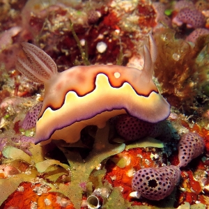 Goniobranchus (Chromodoris) coi, Didemnum sp.