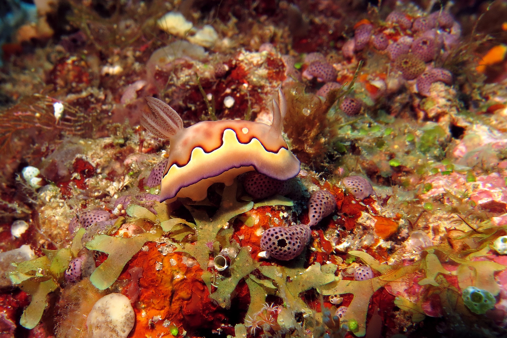 Goniobranchus (Chromodoris) coi, Didemnum sp.