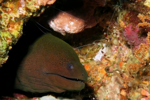 Gymnothorax javanicus, Stenopus hispidus