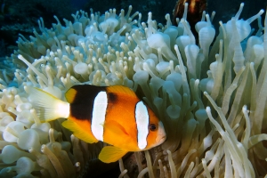 Amphiprion clarkii, Entacmaea quadricolor