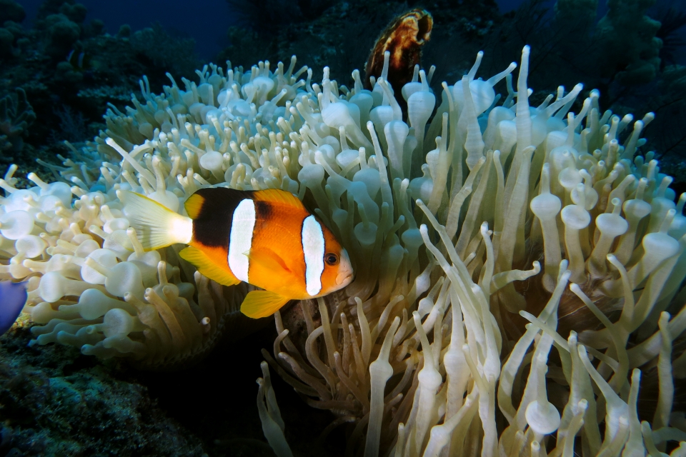 Amphiprion clarkii, Entacmaea quadricolor