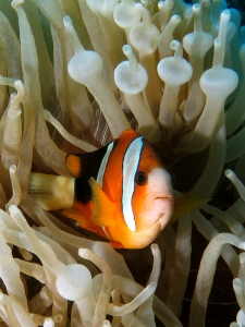 Amphiprion clarkii, Entacmaea quadricolor