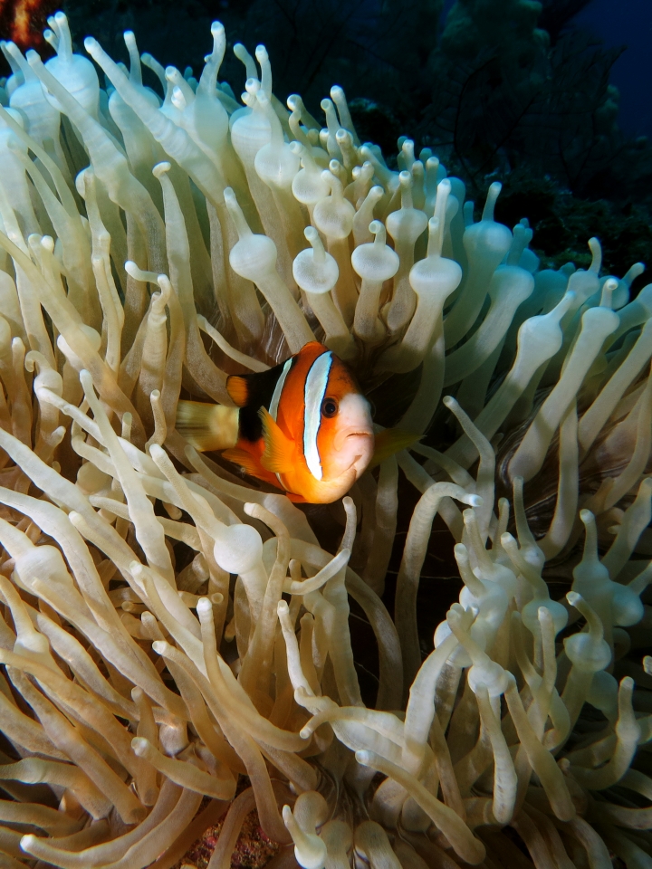 Amphiprion clarkii, Entacmaea quadricolor