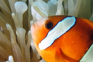 Amphiprion clarkii, Entacmaea quadricolor