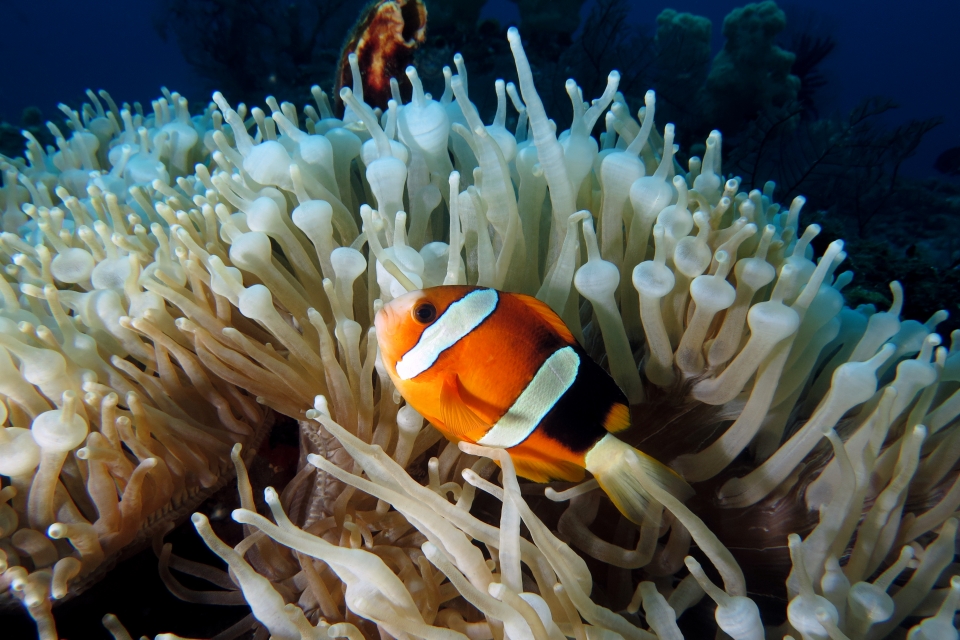 Amphiprion clarkii, Entacmaea quadricolor