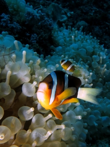 Amphiprion clarkii, Entacmaea quadricolor