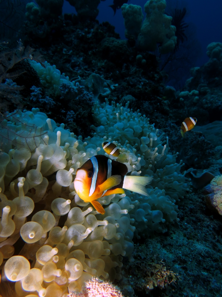 Amphiprion clarkii, Entacmaea quadricolor