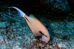 Acanthurus nigricauda