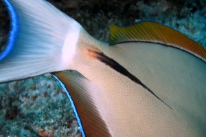 Acanthurus nigricauda