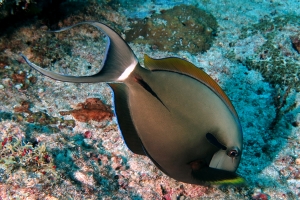 Acanthurus nigricauda