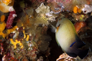 Centropyge vrolikii, Chromodoris reticulata, Polycarpa aurata