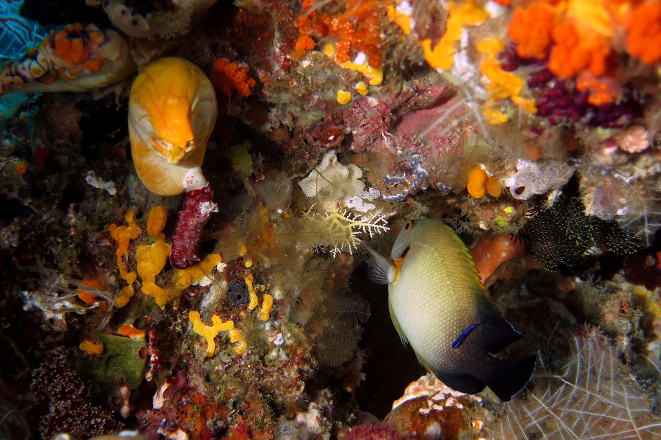 Centropyge vrolikii, Chromodoris reticulata, Polycarpa aurata