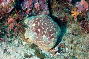 Culcita novaeguineae