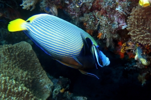 Pomacanthus imperator, Labroides dimidiatus