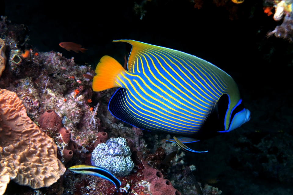 Pomacanthus imperator, Labroides dimidiatus