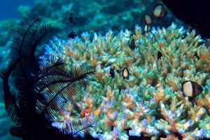 Acropora loripes, Colobometra perspinosa, Dascyllus reticulatus, Dascyllus trimaculatus