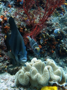 Platax teira, Monotaxis grandoculis, Sarcophyton sp.