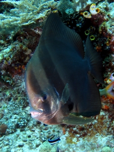 Platax teira, Labroides dimidiatus