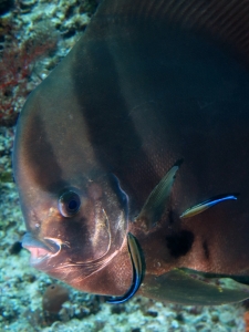 Platax teira, Labroides dimidiatus