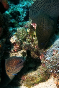 Gymnothorax flavimarginatus, Gymnothorax javanicus, Labroides dimidiatus